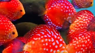 What is the original discus fish [upl. by Idnerb]