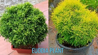 Euodia plant care  How to care aralia plant  Ball aralia plant [upl. by Recnal]