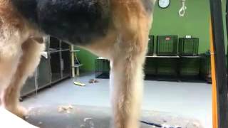 Grooming a pet Airedale Terrier [upl. by Tory]