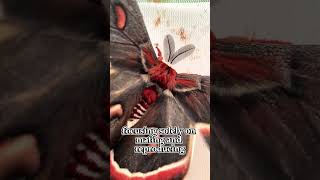 The Cecropia Moth Is The Largest Moth In North America  Facts Animal cecropiamoth butterfly [upl. by Simpkins]