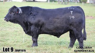 Lot 09 Coolibah The Missile ZVVPT079 [upl. by Earej]