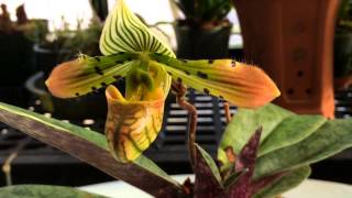 Slipper Orchid Care Paphiopedilum venustum Orchid what a cool orchid [upl. by Day]