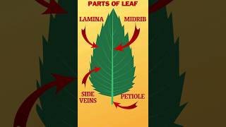 Parts of a Leaf  Morphology of Leaf leaf partsofleaf [upl. by Iccir]