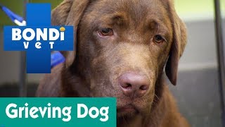 How To Help A Grieving Dog  Ask Bondi Vet [upl. by Adallard]