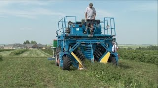 Haskap Berry Farming [upl. by Alva]