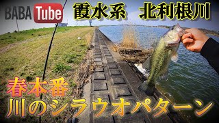 BABATube【霞水系・北利根川】db UMAで北利根シラウオパターン！ [upl. by Amikan470]