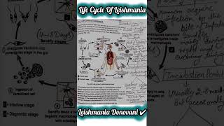 🔥Life Cycle of Leishmania✅ Donovani🎯📚 PARASITOLOGY📚ignou science msczoology msc biology bio [upl. by Froemming]