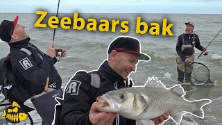 Zeebaars bak van 70 cm  Roofvissen op het strand met Paans amp van der Sanden [upl. by Ahen]