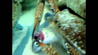 Crab eats fish alive [upl. by Issy]