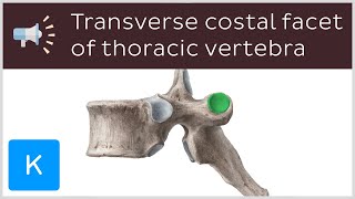 Transverse costal facet of thoracic vertebra  Anatomical Terms Pronunciation by Kenhub [upl. by Emmuela28]