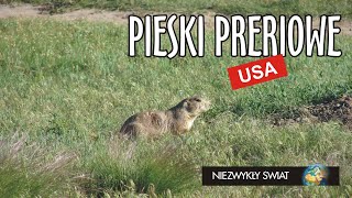 Niezwykly Swiat  USA  Pieski preriowe [upl. by Kelly]