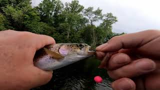 WHERE TO BANK FISH Caney Fork River Part 4 Buffalo Valley [upl. by Purcell]