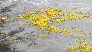 Duckathon  Thousands of Rubber ducks floating in the ocean [upl. by Eigger]