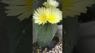 astrophytum flowering cactus nature naturelovers tranding [upl. by Tamis649]