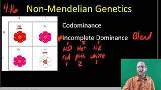 NonMendelian Inheritance [upl. by Sulecram209]