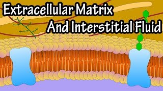 Extracellular Matrix And Interstitial Fluid  What Is The Extracellular Matrix [upl. by Kavita]