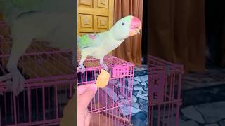 Parrot sounds with mummy subscribe shorts viralvideo shortvideo birdsounds [upl. by Ahsiyn]