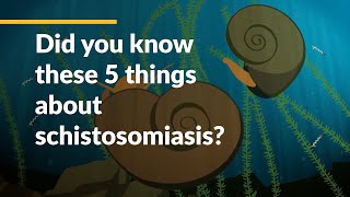 Did you know these 5 things about schistosomiasis [upl. by Sheree]