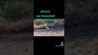 Airone nel Meschio Meschet [upl. by Samohtnhoj]