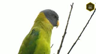 PlumHeaded Parakeet Call പൂന്തത്ത [upl. by Attenad]