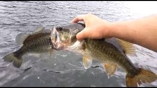 Amazing Cannibalistic Largemouth Bass [upl. by Atsirc]