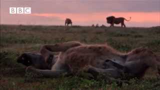 Lion vs Hyena  Narrated by David Attenborough [upl. by Tocci]