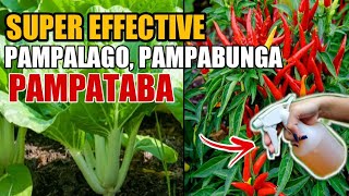 SUPER EFFECTIVE NA PAMPALAGO NG MGA DAHON AT PAMPABUNGA NG HALAMAN [upl. by Livvy]