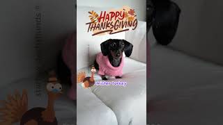 Gobble gobble song starboxdachshunds buttercupstarbox starbox dachshund wienerdog fun [upl. by Kahl]