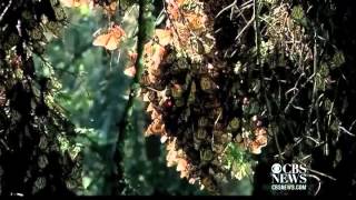 Monarch Butterflies migrate south for winter [upl. by Ycinuq622]