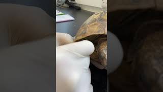 How to give an intramuscular injection in tortoises [upl. by Clemmie]