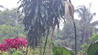 Typhoon Update Biliran Philippines [upl. by Aksehcnarf]