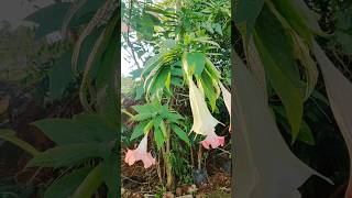 Brugmansia versicolor shorts flowers plants trend [upl. by Theola705]