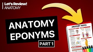 Anatomy Eponyms 1  Lets Review [upl. by Esiuqcaj]