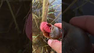 ASMR Crushing apple snail eggs asmr satisfying snail snaileggs bigsnail butterfly snailvidio [upl. by Chema]