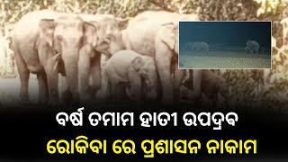 ନିଦ ହଜେଇଦେଲା ହାତୀ  Baleswar  Odisha News  Latest elephantattack2024 khabar2daynews [upl. by Yetnruoc]