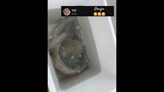 mare pesca fishing fish perte followers octopus relax natura natural viralshorts viral [upl. by Eliam3]