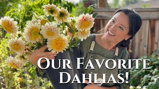 Ultimate Guide to Dahlia Types Find Your Perfect Bloom  Turbow Farms [upl. by Khoury]