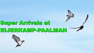 SUPER PIGEON ARRIVALS AT EIJERKAMP PAALMAN [upl. by Sel]