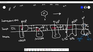 This is Why 24Dinitrophenol 24 DNP is Bad For You [upl. by Ysset]