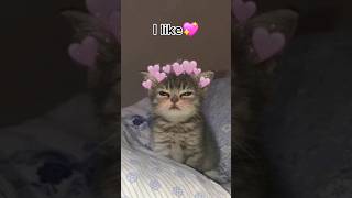 I dont like tomatoes🍅👎 memes shots fypシ゚ funny cats tomato potato meme random [upl. by Htirehc]