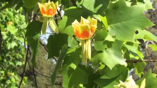 Liriodendron Tulipifera  A flor de maio  The flower of May [upl. by Evette]