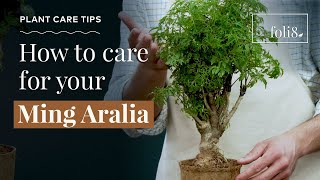 Ming Aralia Plant Care Tips 🌿 Polycias fruitcosa houseplant [upl. by Nanor]