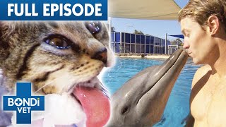 Rescue Kitten Paralyzed By Microchip  Best of Bondi Vet Ep 17  Bondi Vet Full Episodes [upl. by Emlin]