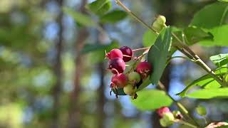 Saskatoon berry shrub  tree Amelanchier sp [upl. by Adnim]