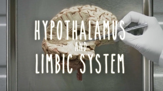 Neuroanatomy S1 E4 Hypothalamus and Limbic System neuroanatomy ubcmedicine [upl. by Matthei637]