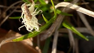 Grass Lawn Alternatives  Video 2 Pennsylvania Sedge Carex Pensylvanica [upl. by Nnyla]