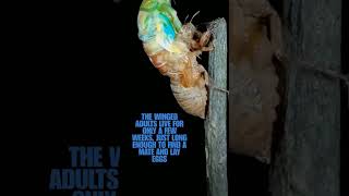 Cicada reveal insects nature cicada [upl. by Sirroned]