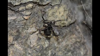 The false Widow Spider Steatoda paykulliana [upl. by Alyl]