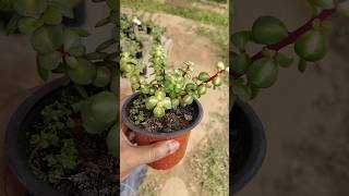 Jade plant shorts ytshorts garden gardening amazing amazingfacts jade jadeplantcaretips [upl. by Adnaluoy]