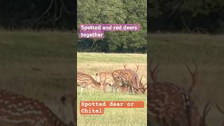 Amazing  Spotted deer and red deer Huge strong horn red deer and Chital deer together in a group [upl. by Issirk]